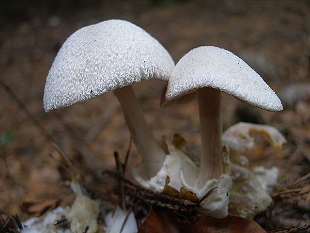 Volvariella surrecta   (Knapp)   Singer